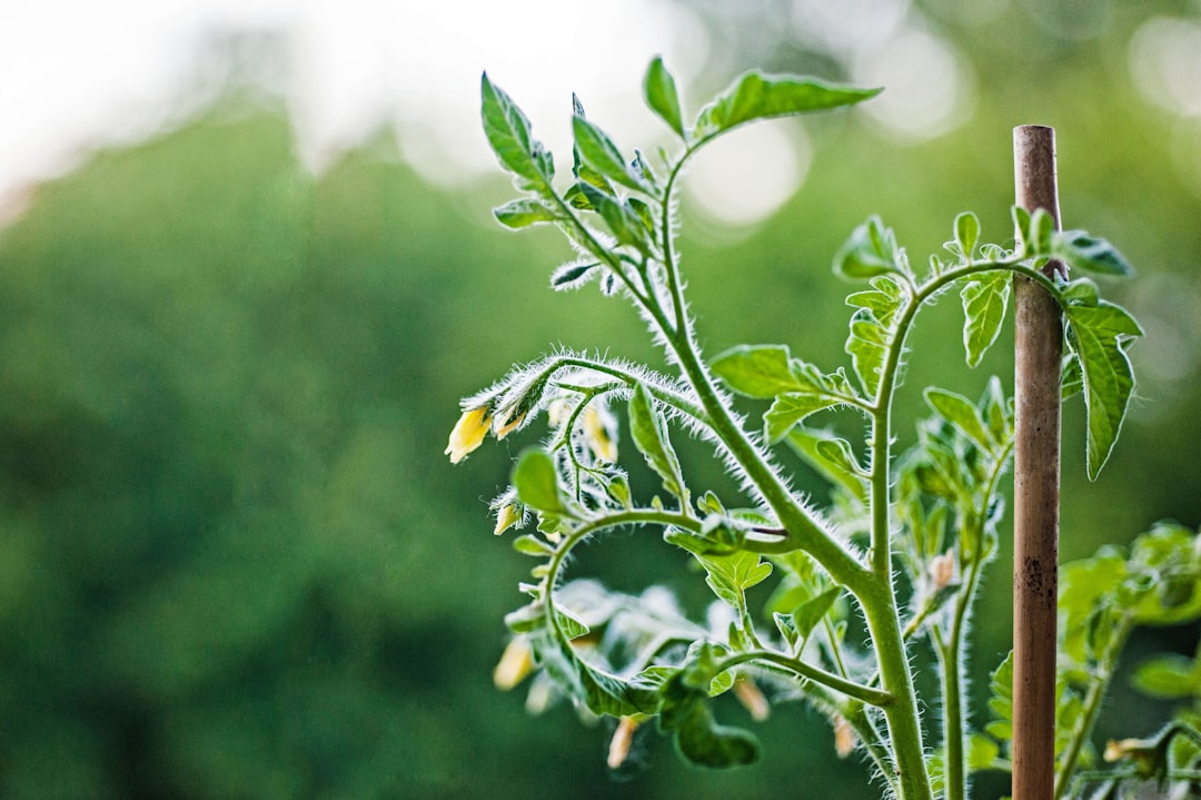 Photo Tomato plant