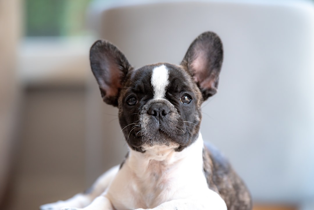 Photo French Bulldog